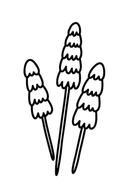 Muscari flower Hand drawn outline vector illustration