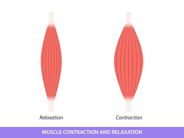 Иллюстрация сокращения и расслабления мышц