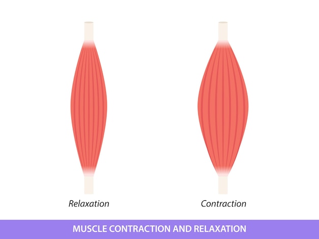 Illustrazione di contrazione e rilassamento muscolare