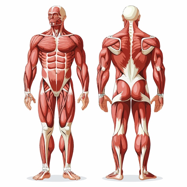 Vettore muscle_human_vector_illustrazione