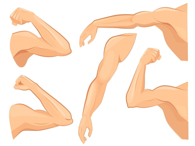 Vector muscles arms set