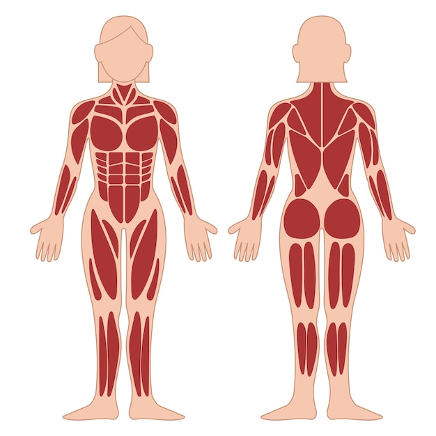 The Muscles Chart Description Muscular Body woman.