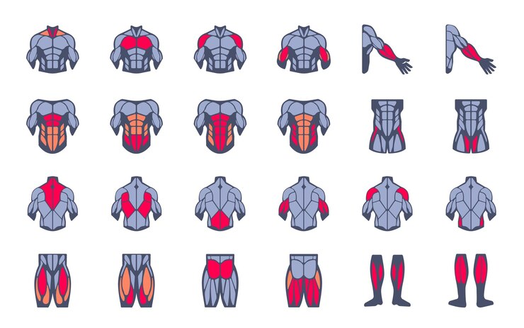 Vector muscles illustration icon set it included the workout human body parts anatomy and more icons