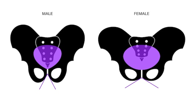 Vector muscular pelvis