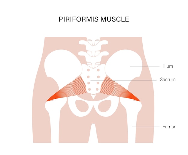 Vector muscular pelvis