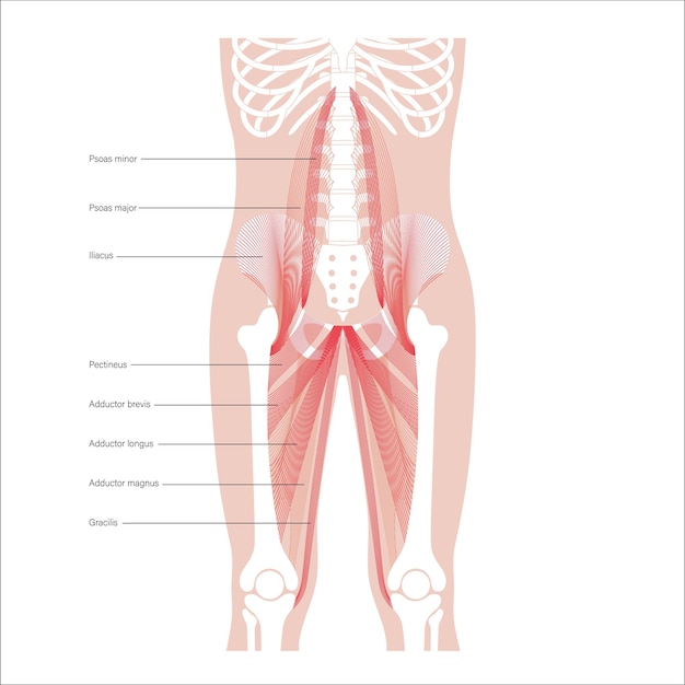 Vector muscular pelvis