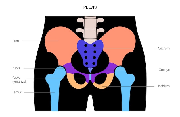 Vector muscular pelvis