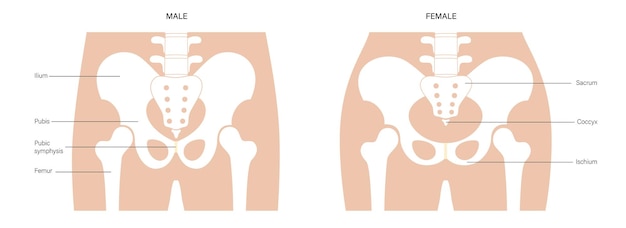 Vector muscular pelvis