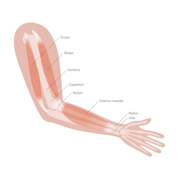 Vettore braccia del sistema muscolare