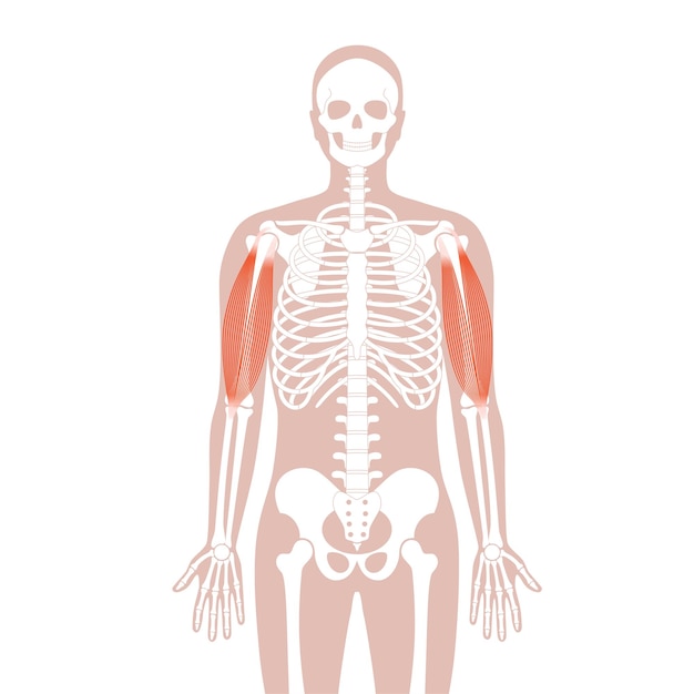 Muscular system arms