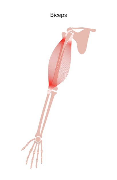 Muscular system arms