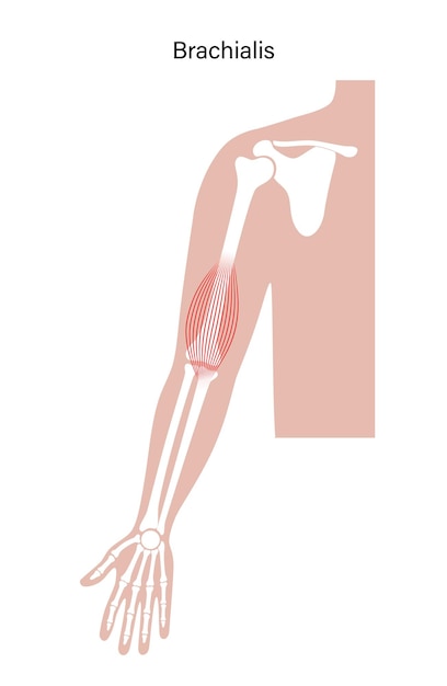 Vettore braccia del sistema muscolare