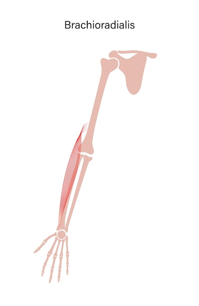 筋肉系の腕
