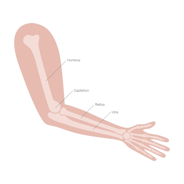 Vettore braccia del sistema muscolare