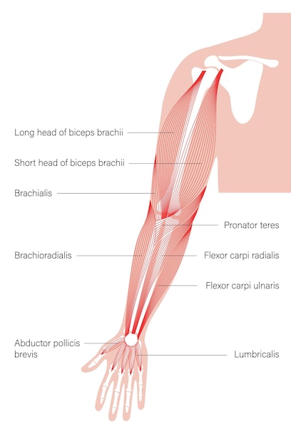 Muscular system arms