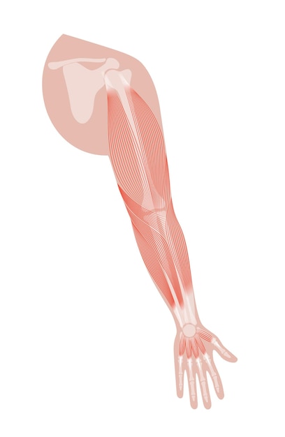 Vector muscular system arms