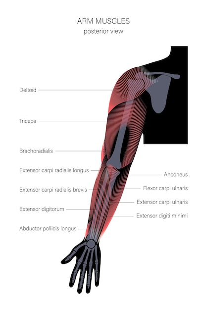 Vector muscular system arms