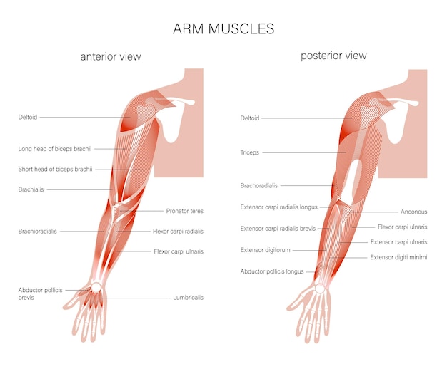 Muscular system arms