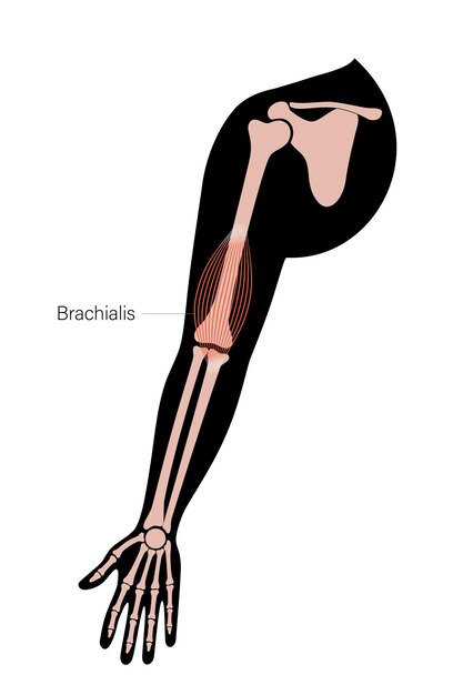 Vector muscular system arms