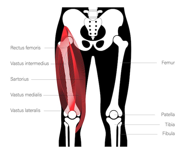 Muscular system legs