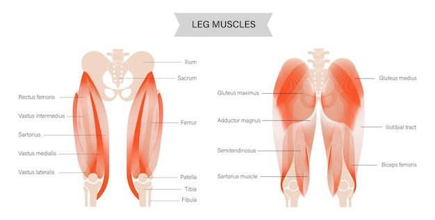 Muscular system legs