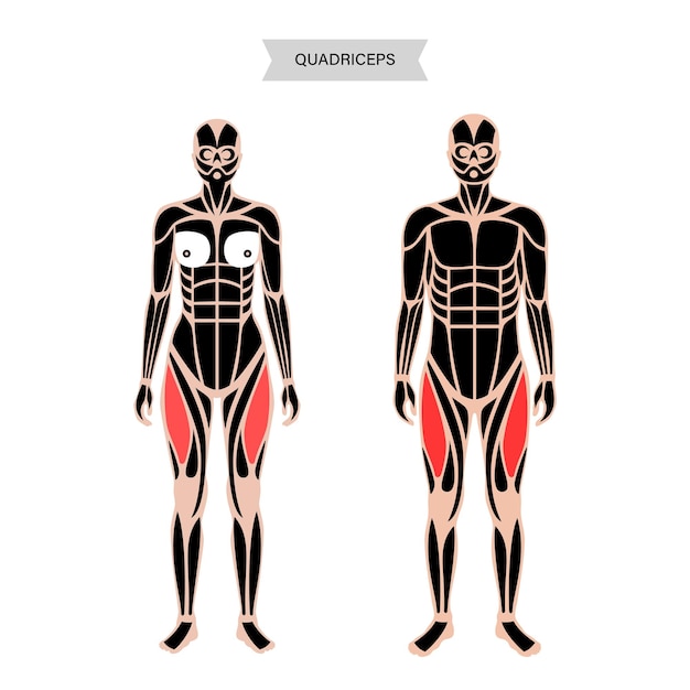 Vector muscular system legs