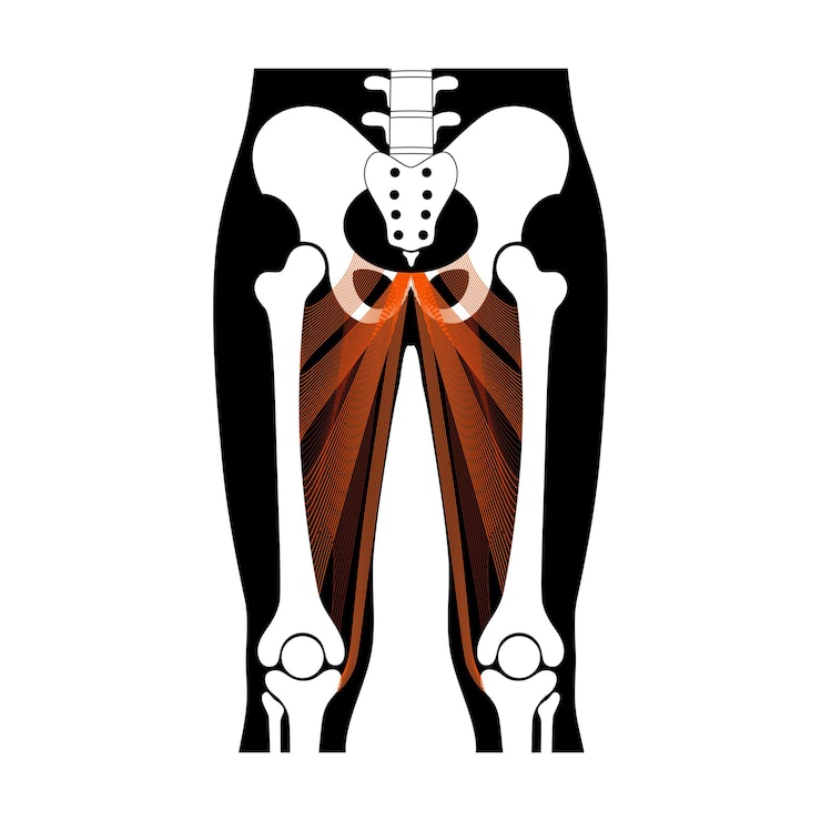Vector muscular system legs