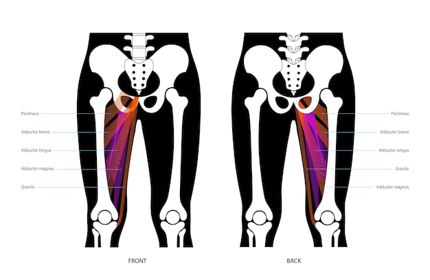 Vettore gambe del sistema muscolare