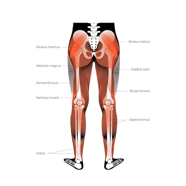 Vettore gambe del sistema muscolare