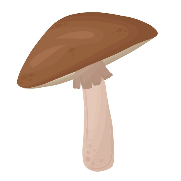 Mushroom, detailed colorful vector art mushroom.