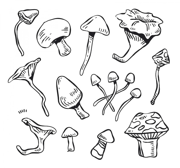 Vettore di doodle di funghi. doodle di funghi