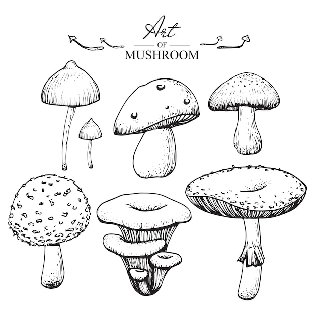 Disegni di funghi