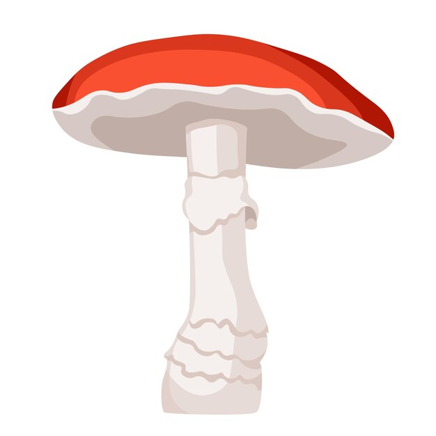 버섯 비행 Agaric, 흰색 배경에 고립 된 빨간 모자와 Amanita 독성 산림 식물. 가을철 식물