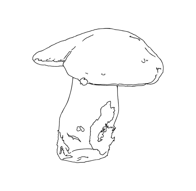 Mushroom from forest nature plant food toadstool doodle linear cartoon coloring