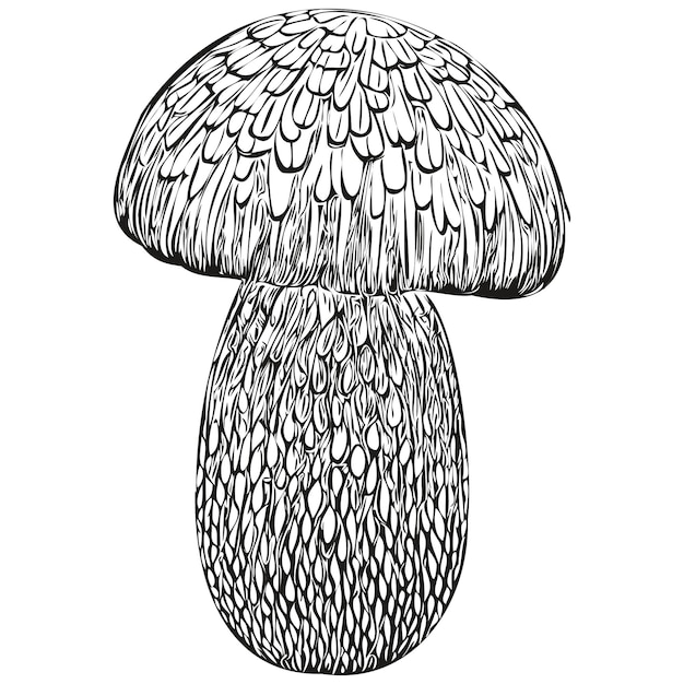 Mushroom hand drawn logo drawing black and white line art illustration linear fungus