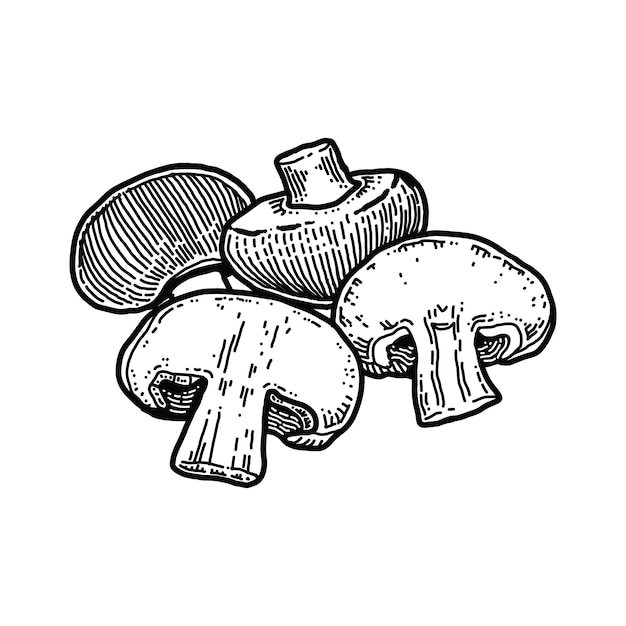 Mushroom, Hand drawn vector illustration.