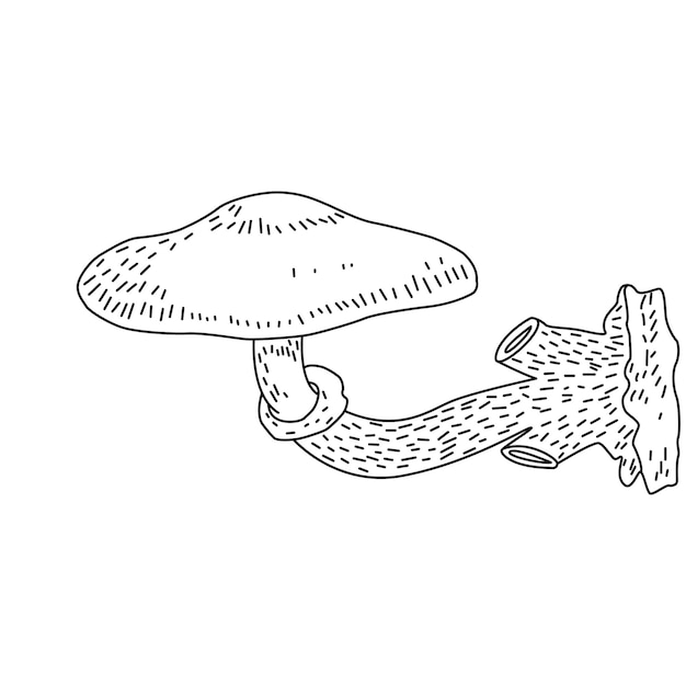 Грибная иллюстрация логотип Грибная татуировка с высокой детализацией линии искусства Черно-белый клип на белом фоне Античная винтажная гравировка иллюстрация