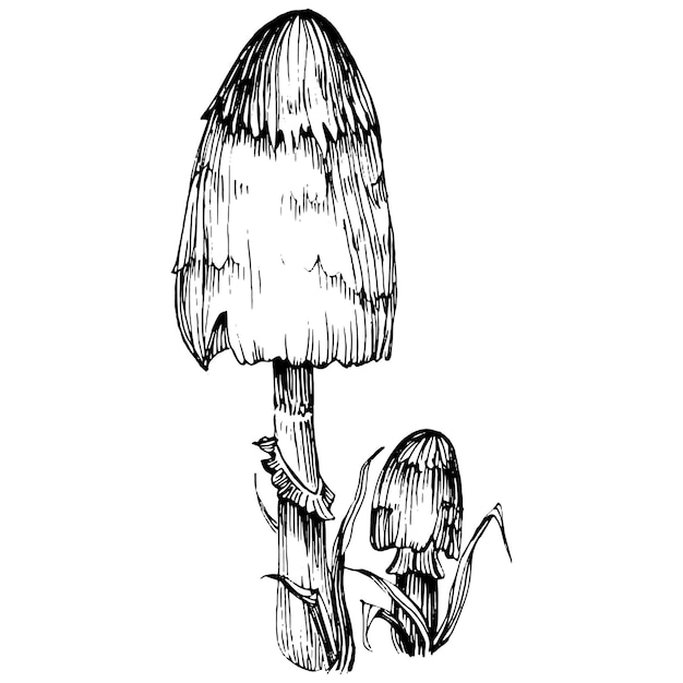 Эскиз грибной иллюстрации для логотипа Грибная татуировка с высокой детализацией в стиле линейного искусства