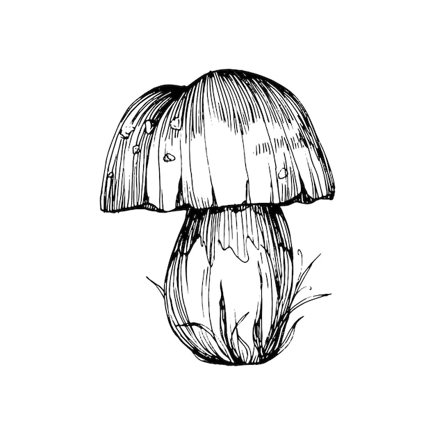 Vettore schizzo di illustrazione del fungo per il logo tatuaggio di funghi altamente dettagliato in stile line art
