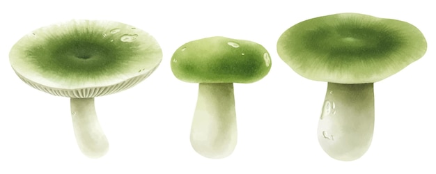 Mushroom illustration watercolor style collection