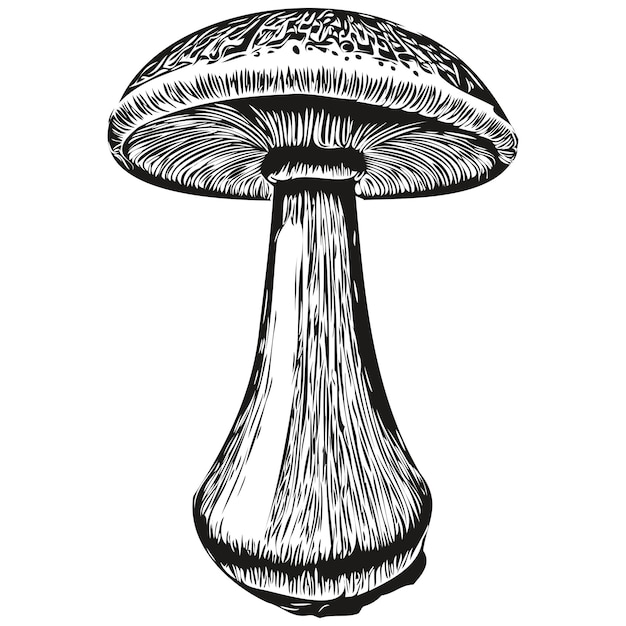 Mushroom isolated drawing on white background line illustration linear fungus