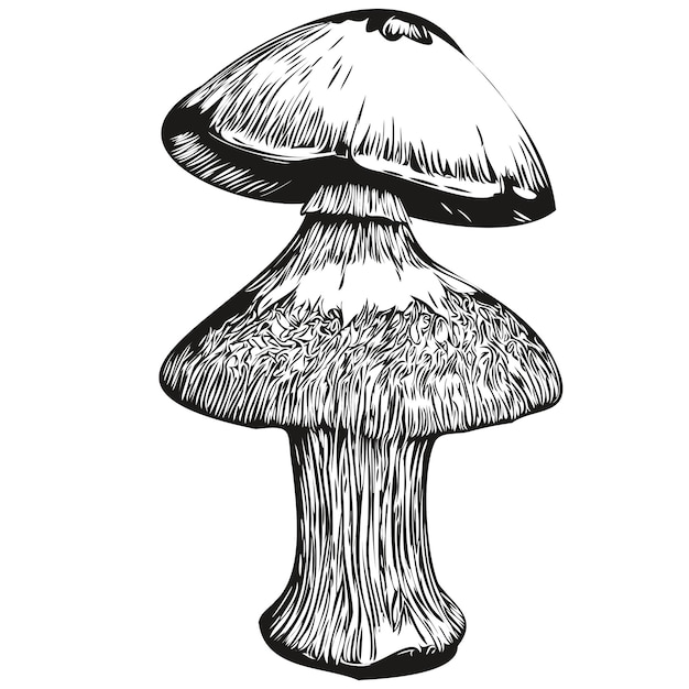 Mushroom line drawing clip art hand drawing vector black and white linear fungus