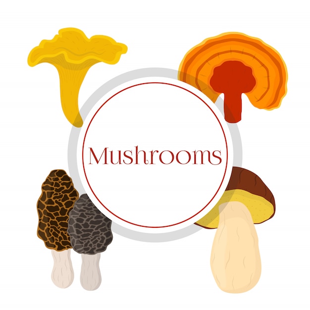 Set di funghi - bolete, reishi, finferli, spugnole