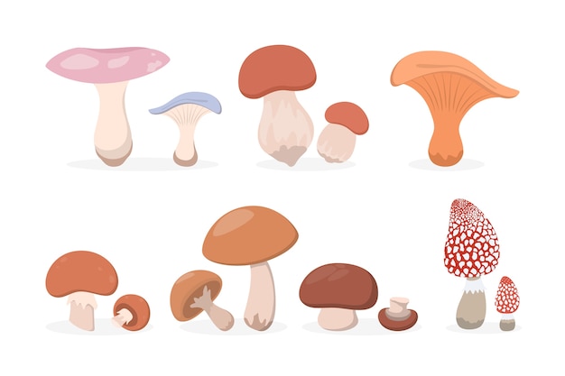 Mushroom set. Collection of various fungus. Healthy
