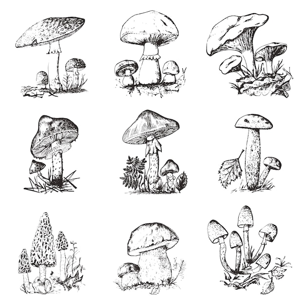 Mushroom set hand drawn engraved. vintage organic vegetarian food.