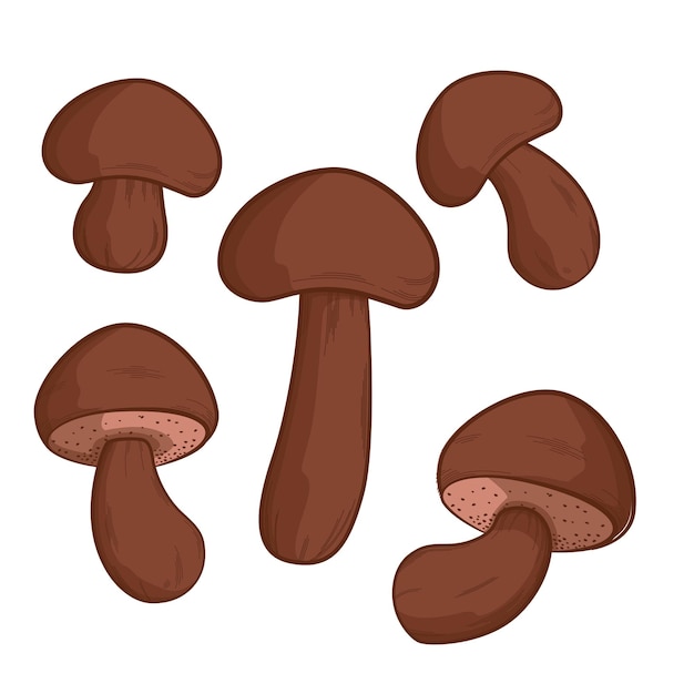 Mushroom set hand drawn illustration design perfect for fall design elements