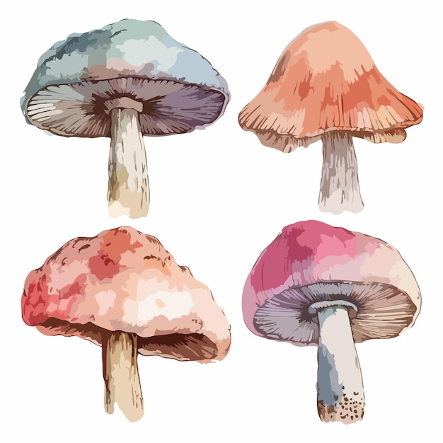 Set di funghi pacchetto di pittura ad acquerello di funghi