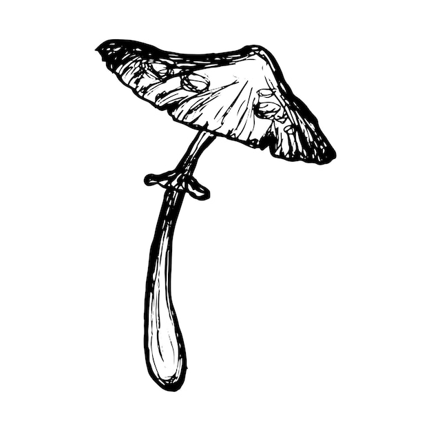 Mushroom sketch isolated Handdrawn agaric Outline scribble of wild mushroom Vector illustration