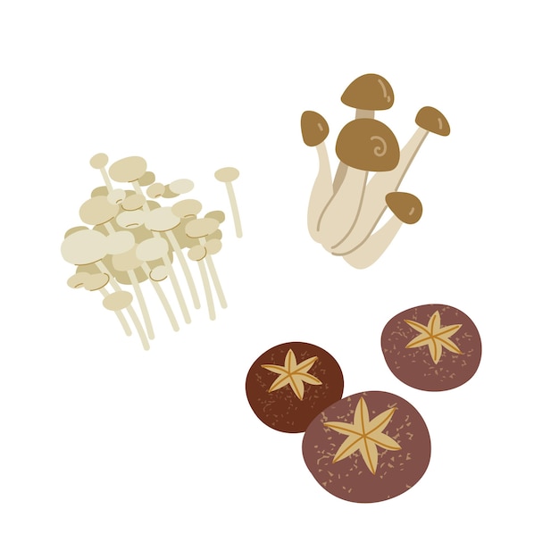 Vector mushrooms in asian cooking eringi enoki shiitake enokitake collection mushrooms for menu design