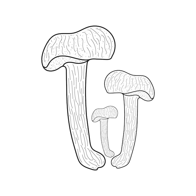 Mushrooms autumn forest and harvest hand drawing Modern black line graphic draw design